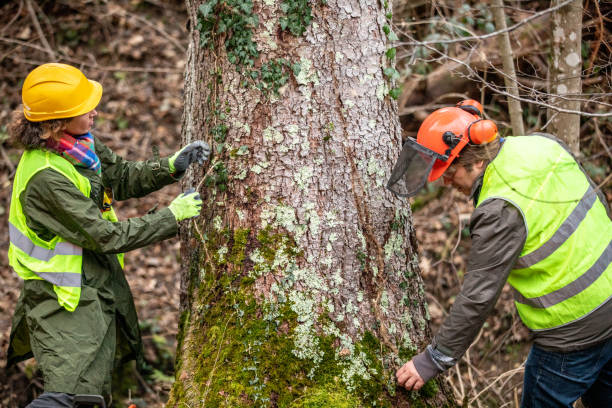 Best Seasonal Cleanup (Spring/Fall)  in Quincy, CA