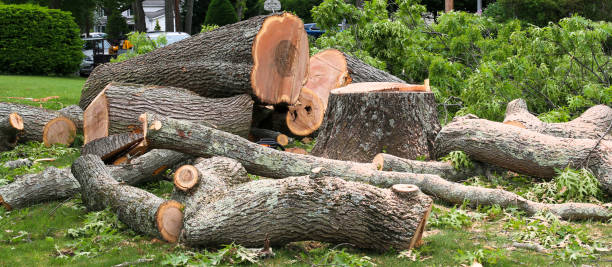 Best Tree Removal  in Quincy, CA