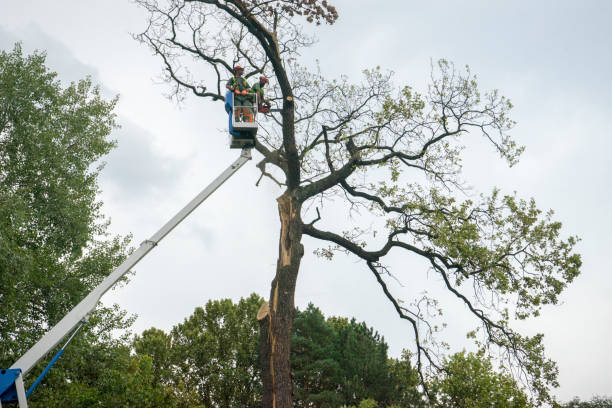 Quincy, CA Tree Services Company